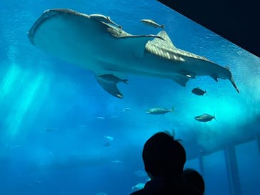 沖縄美ら海水族館に投稿された画像（2024/1/8）