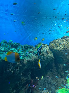 アクアワールド茨城県大洗水族館に投稿された画像（2024/1/8）