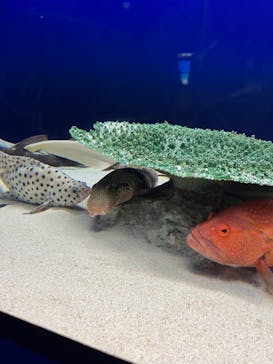 アクアワールド茨城県大洗水族館に投稿された画像（2024/1/8）