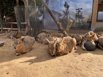 伊豆シャボテン動物公園に投稿された画像（2024/1/8）