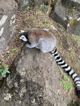 伊豆シャボテン動物公園に投稿された画像（2024/1/8）