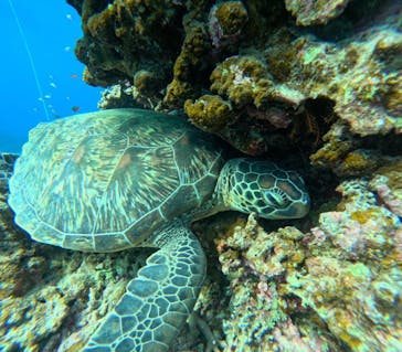 石垣島 ADVENTURE PiPi（イシガキジマアドベンチャーピピ）に投稿された画像（2024/1/8）