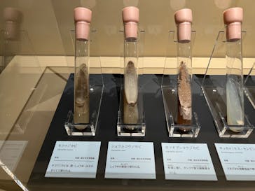 国立科学博物館に投稿された画像（2024/1/8）