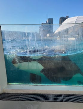 鴨川シーワールドに投稿された画像（2024/1/8）