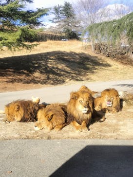 群馬サファリパークに投稿された画像（2024/1/8）