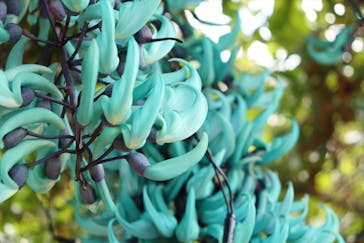 美らヤシパークオキナワ・東南植物楽園に投稿された画像（2024/1/8）