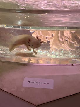 NARA IKIMONO MUSEUMに投稿された画像（2024/1/8）