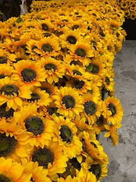 ゴッホ・アライブに投稿された画像（2024/1/8）