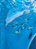 サンシャイン水族館に投稿された画像（2024/1/9）