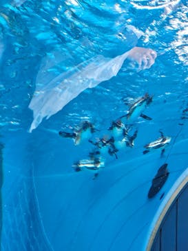 サンシャイン水族館に投稿された画像（2024/1/8）