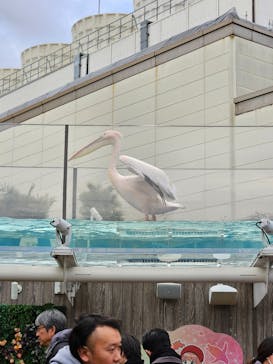 サンシャイン水族館に投稿された画像（2024/1/8）