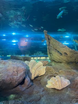 しながわ水族館に投稿された画像（2024/1/8）