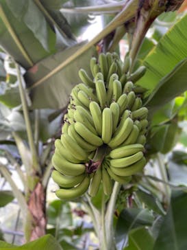 熱川バナナワニ園に投稿された画像（2024/1/8）