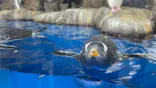 仙台うみの杜水族館に投稿された画像（2024/1/9）