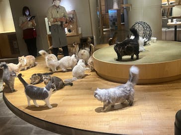 猫カフェモカ　新宿店に投稿された画像（2024/1/9）