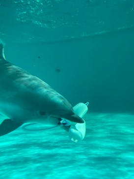 しながわ水族館に投稿された画像（2024/1/9）