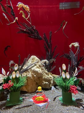 しながわ水族館に投稿された画像（2024/1/9）