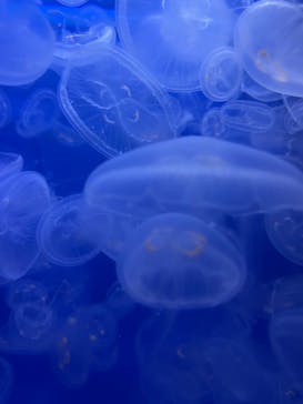 しながわ水族館に投稿された画像（2024/1/9）