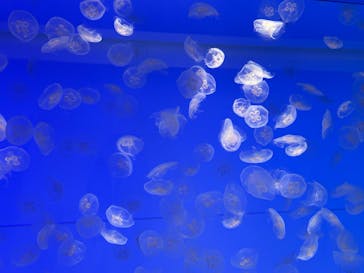 アクアワールド茨城県大洗水族館に投稿された画像（2024/1/9）