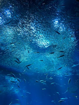 アクアワールド茨城県大洗水族館に投稿された画像（2024/1/9）
