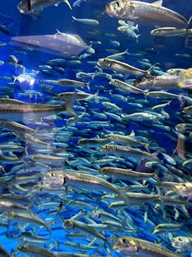アクアワールド茨城県大洗水族館に投稿された画像（2024/1/9）