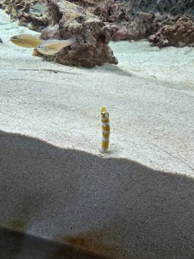 アクアワールド茨城県大洗水族館に投稿された画像（2024/1/9）