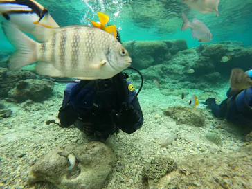 武藤潜水に投稿された画像（2024/1/9）