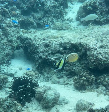 西表島 ADVENTURE PiPi（アドベンチャーピピ）に投稿された画像（2024/1/9）