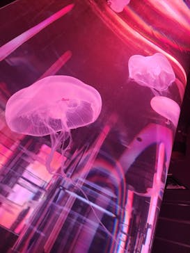 DMMかりゆし水族館に投稿された画像（2024/1/9）