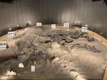 福井県立恐竜博物館に投稿された画像（2024/1/9）