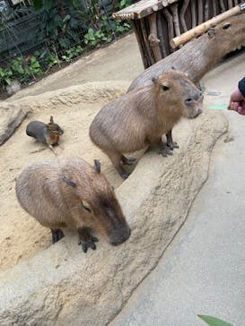 神戸どうぶつ王国に投稿された画像（2024/1/9）