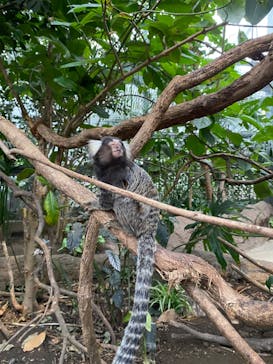 神戸どうぶつ王国に投稿された画像（2024/1/9）