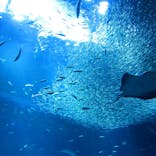 アクアワールド茨城県大洗水族館に投稿された画像（2024/1/9）