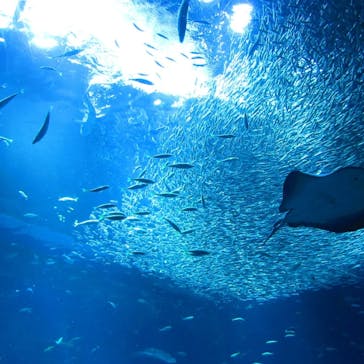 アクアワールド茨城県大洗水族館に投稿された画像（2024/1/9）