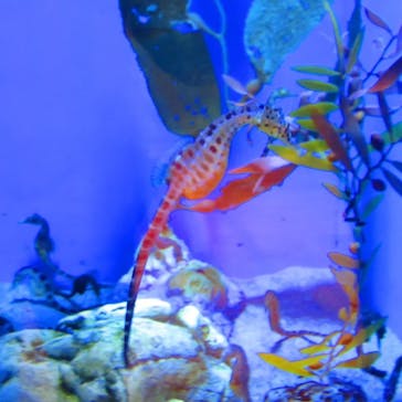 アクアワールド茨城県大洗水族館に投稿された画像（2024/1/9）