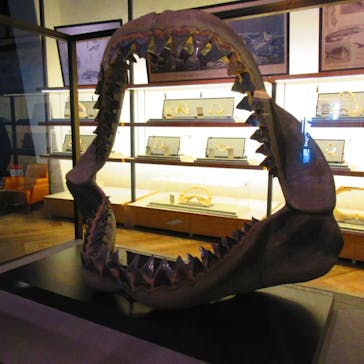 アクアワールド茨城県大洗水族館に投稿された画像（2024/1/9）