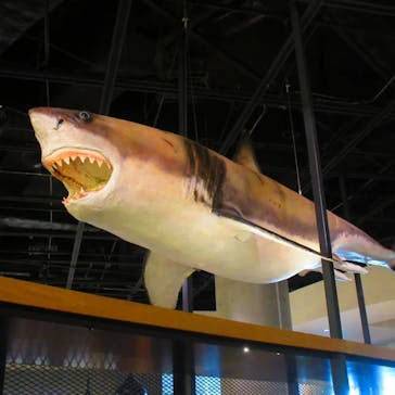 アクアワールド茨城県大洗水族館に投稿された画像（2024/1/9）