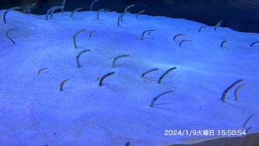 マリンワールド海の中道に投稿された画像（2024/1/9）