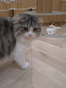 猫カフェモカ　イオンモール水戸内原店に投稿された画像（2024/1/9）