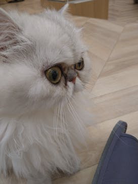 猫カフェモカ　イオンモール水戸内原店に投稿された画像（2024/1/9）