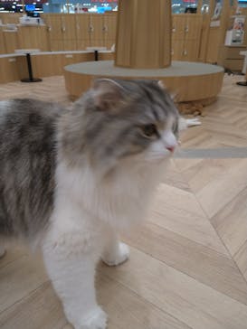 猫カフェモカ　イオンモール水戸内原店に投稿された画像（2024/1/9）