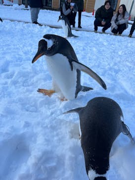 登別マリンパークニクスに投稿された画像（2024/1/9）