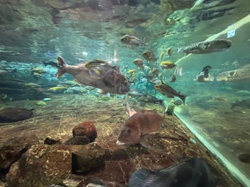 鴨川シーワールドに投稿された画像（2024/1/9）