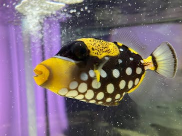 NIFREL（ニフレル）に投稿された画像（2024/1/9）