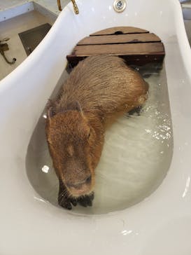 アニタッチみなとみらいに投稿された画像（2024/1/9）