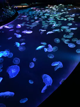 すみだ水族館に投稿された画像（2024/1/10）