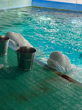 鴨川シーワールドに投稿された画像（2024/1/10）