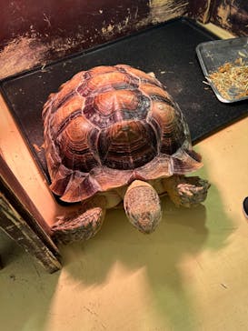 Moff animal cafe イオンモール幕張新都心店に投稿された画像（2024/1/10）