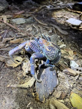 石垣島 ADVENTURE PiPi（イシガキジマアドベンチャーピピ）に投稿された画像（2024/1/10）