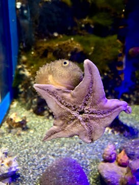 新江ノ島水族館に投稿された画像（2024/1/10）